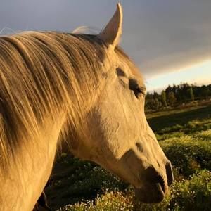 Meet your Posher, Jacqueline